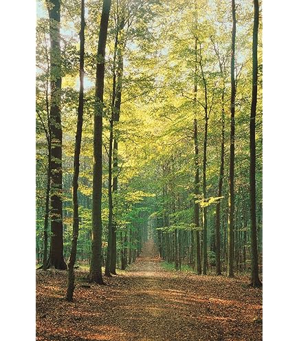 Landscape products 　ポスター 2024 Kawasaki Ninja ZX-6R Motorcycle at sunrise | 24x36 inch