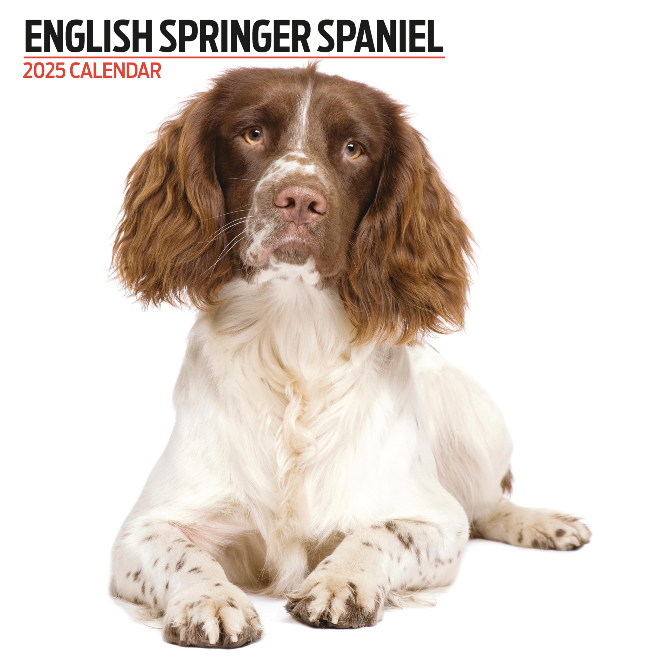 English Springer Spaniel 2025 Modern Calendar