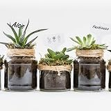 KINGLAKE Plant Labels and Pen 100 Pcs 6x10cm T-Type PVC White Garden Tags view 5