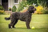 Petface Super Tennis Balls For Dogs Pack of 12 Dry Waterproof Chew Safe view 6
