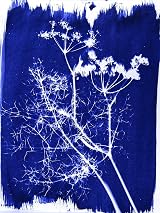 Jacquard Cyanotype Sensitizer Set for Sun Prints on Fabric & Paper view 4