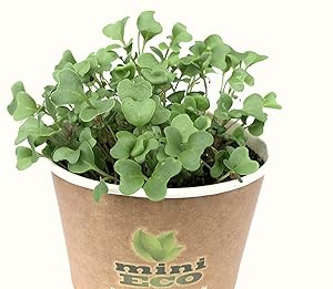 Organic Broccoli Microgreens Grow Kit. Approximately 2400 Seeds 0,3 oz. Best Seeds Sprouting Growing Set. Plant Planter Set Herbs Vegetables Micro Green Shoot Indoor Garden