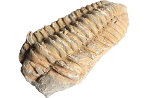 Real Trilobite Fossil Over 520 Million Years Old - Dey Designs Certificate of Authenticity