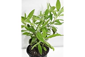 BOTANICA LA MARINA SALVIA/SAGE Full Plant with ROOTH (WE Suggest, DO NOT Choose Standard Shipping Because You Will Receive The Plant Dry, Died OR Broken)