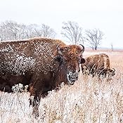 Amazon Com Visions Of The Tallgrass Prairie Photographs By