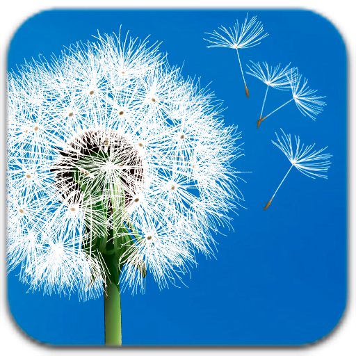 Amazon Com Dandelion Live Wallpaper Appstore For Android