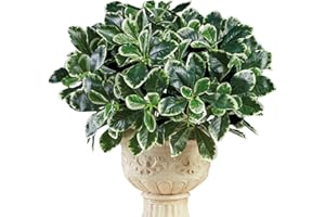 Collections Etc Artificial Shefflera Bushes - Set of 3 - Faux Shrubs, Plants - Realistic Touch, Greenery - for Indoor or Outdoor Use, Home, Garden, Office