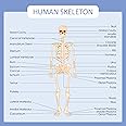 Human Body Systems Educational Posters - Circulatory Skeleton Endocrine Muscular Nervous Digestive Respiratory - Wall Art for Home Office Classroom Decor - SKELETON SYSTEM - 16X16 inches