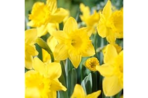 GSB GARDEN STATE BULB Garden State Bulb King Alfred Daffodil Flower Bulbs, 14/16cm, Fall Planting (Bag of 50)