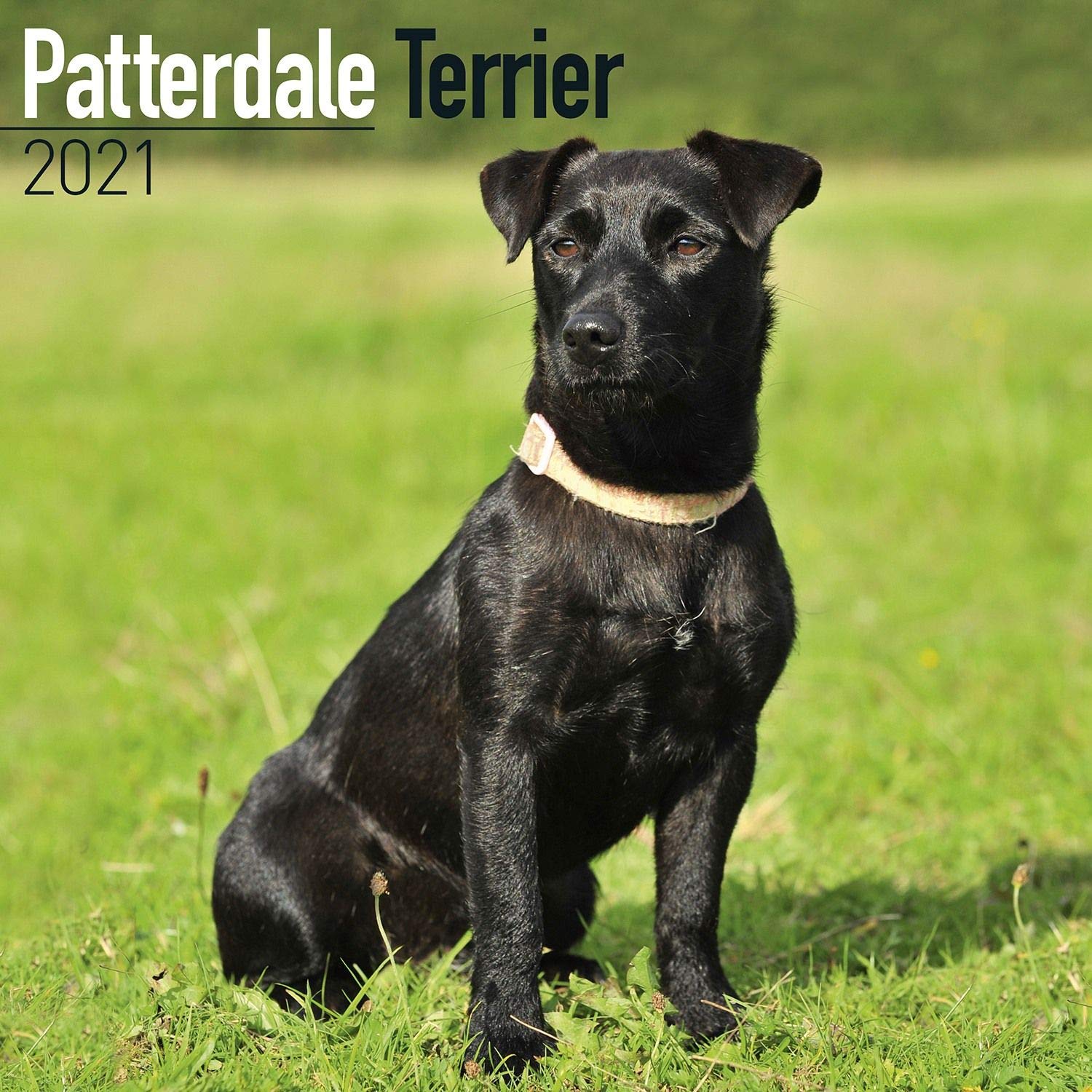patterdale terrier breed