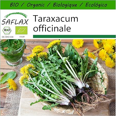 SAFLAX - BIO - Löwenzahn - 400 Samen - Mit keimfreiem Anzuchtsubstrat - Taraxacum officinale