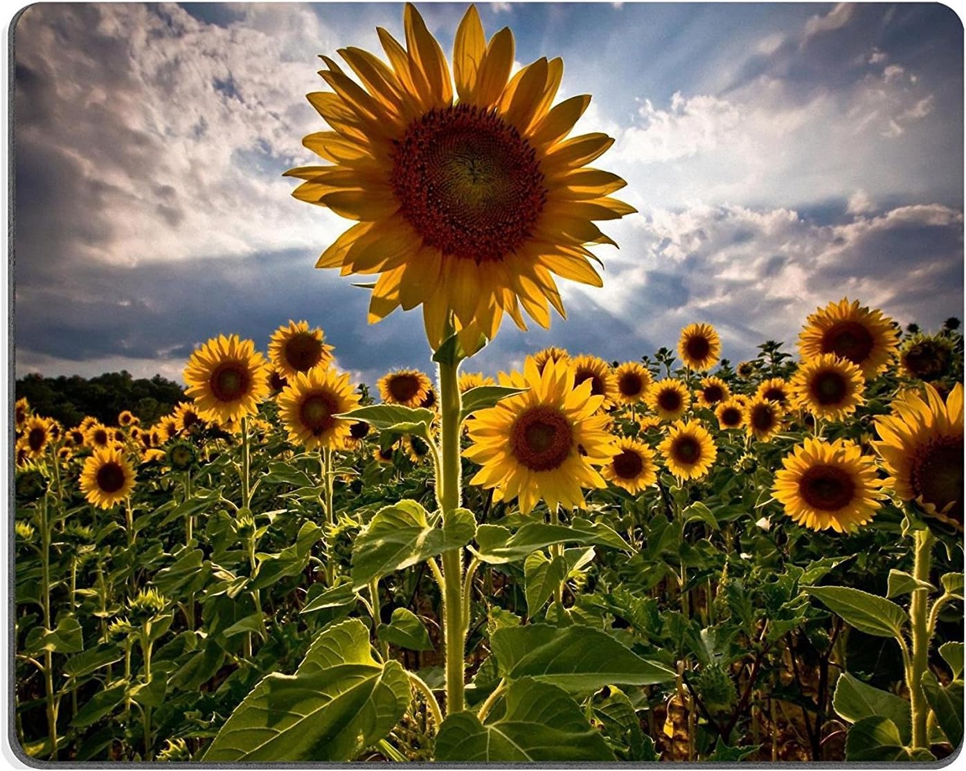 Sunflowers Flower Fields Nature Cloudy Sky Mouse Pads Customized Made to Order Support Ready 9 7/8 Inch (250mm) X 7 7/8 Inch (200mm) X 1/16 Inch (2mm) Eco Friendly Cloth with Neoprene Rubber Luxlady Mouse Pad Desktop Mousepad Laptop Mousepads Comfortable Computer Mouse Mat Cute Gaming Mouse pad