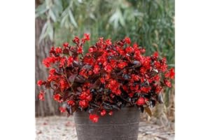 Bin Rd Viking Begonia Seeds 100+ Seeds Pelleted Seeds Viking Begonia Red On Chocolate Leaf