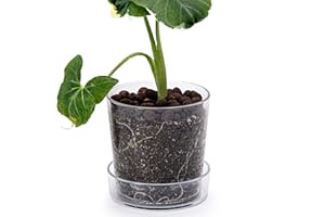 Phoenix Vine 4.5 Inch Clear Acrylic Planter Pot with Tray, Orchid Pot with Drainage Holes, Deep Saucer for Bottom Watering, Transparent Containers for Indoor Plants, Herbs, Set of 1, 91-A-E-1