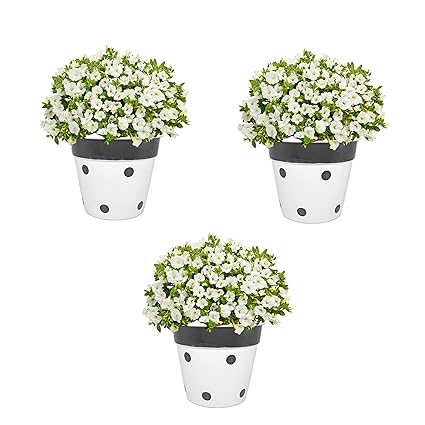 Pepper Agro 5 Inch Round Metal Flower Pot | Black Dotted Design Plant Planter | Material- Cast Iron | Set 0f 3