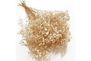 Birtlynn Preserved Baby's Breath, 100% Natrual Gypsophila Long Lasting Flowers for Vase Arrangements Home Decoration Photo Props Parties and Weddings, DIY Décor-White