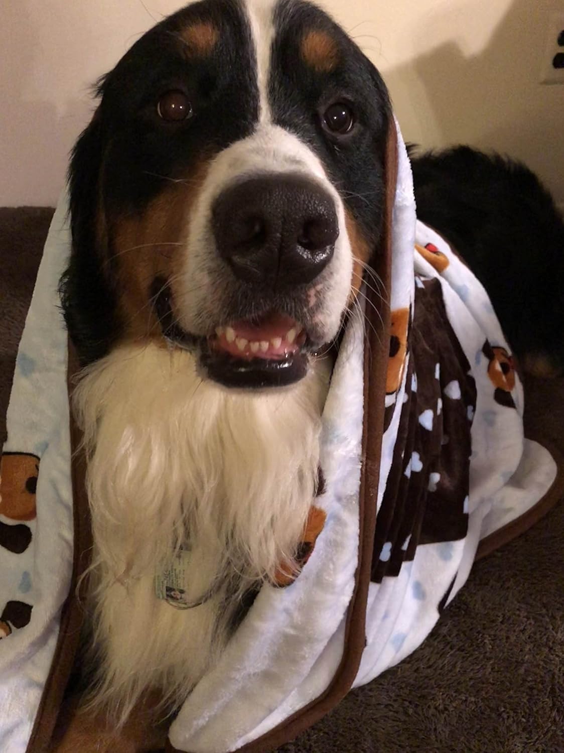 SmartPetLove Snuggle Puppy Blanket for Pets, Blue Pattern : Pet Bed Blankets : Pet Supplies