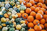 “Mini Magical Mix” Small Decorative Pumpkin and