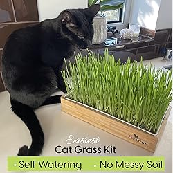 Cat Grass Refills for Self Watering Cat Grass Kit