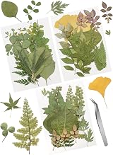 Cinvo 63 Pcs Real Dried Leaves with Tweezers Assorted DIY Craft Set 2023