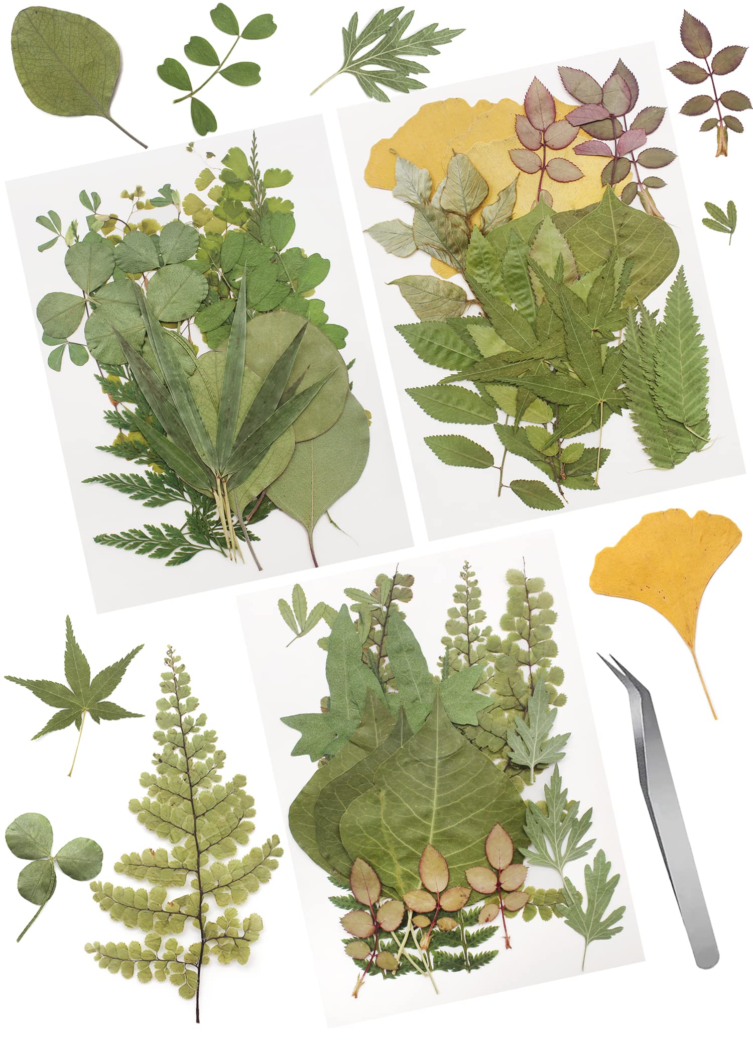 Cinvo 63 Pcs Real Dried Pressed Leaves Natural Assorted Dried Greenery with Tweezer for Resin Candle Jewelry Soap Nail Pendant Phone Case Art Craft DIY Embellishment Decorations(2023