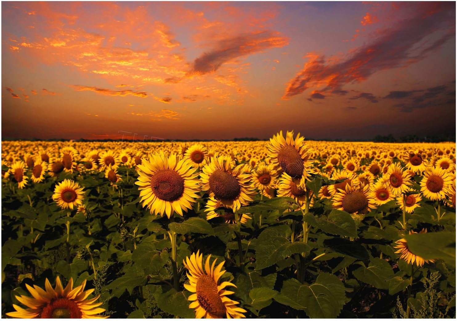 Amazon Com The Art Stop Photo Sunflowers Field Sunset Sky Dramatic Landscape Print F12x6495 Posters Prints