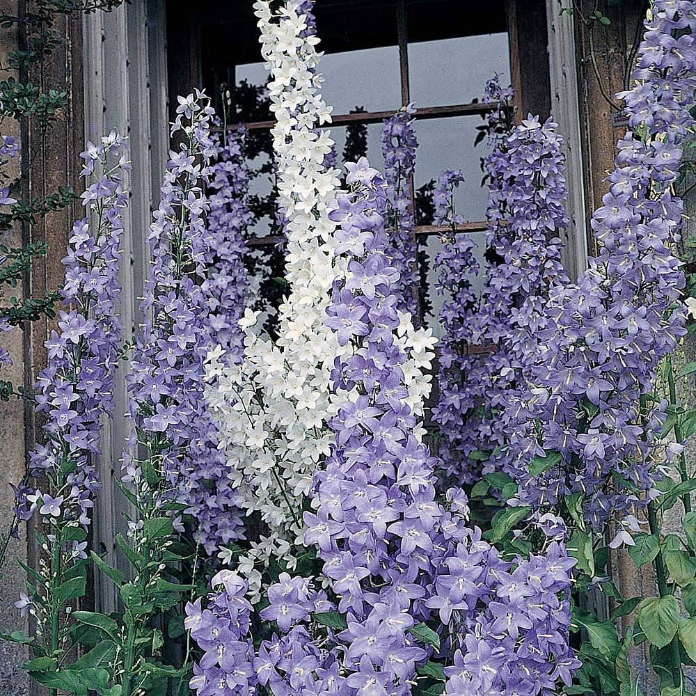 Campanula pyramidalis Mixed Hardy Perennial Chimney Bellflower Seeds
