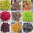 Amazon.com : 1000+ Rare Mixed Coleus Seeds for Planting, Heirloom, Open ...