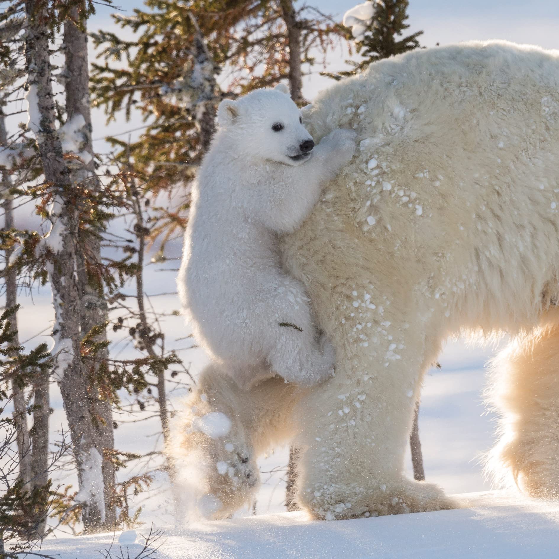 Museums and Galleries Pack of Christmas Cards - Snowy Polar Bear Cub Hitching a Ride - Pack of 5 Cards - Natural History Museum Collection - Wildlife Photographer of the Year - Zero Plastic