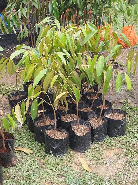 Dharti Enterprise Plastic Grow Bag, Black, 12 X 12 Inch, 10 Piece