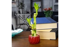 NW WHOLESALER Live Lucky Bamboo 2 Stalk Arrangement in Round Red Ceramic Planter - 4 and 6 Inches Lucky Bamboo Indoor Potted House Plant for Home and Office Decor