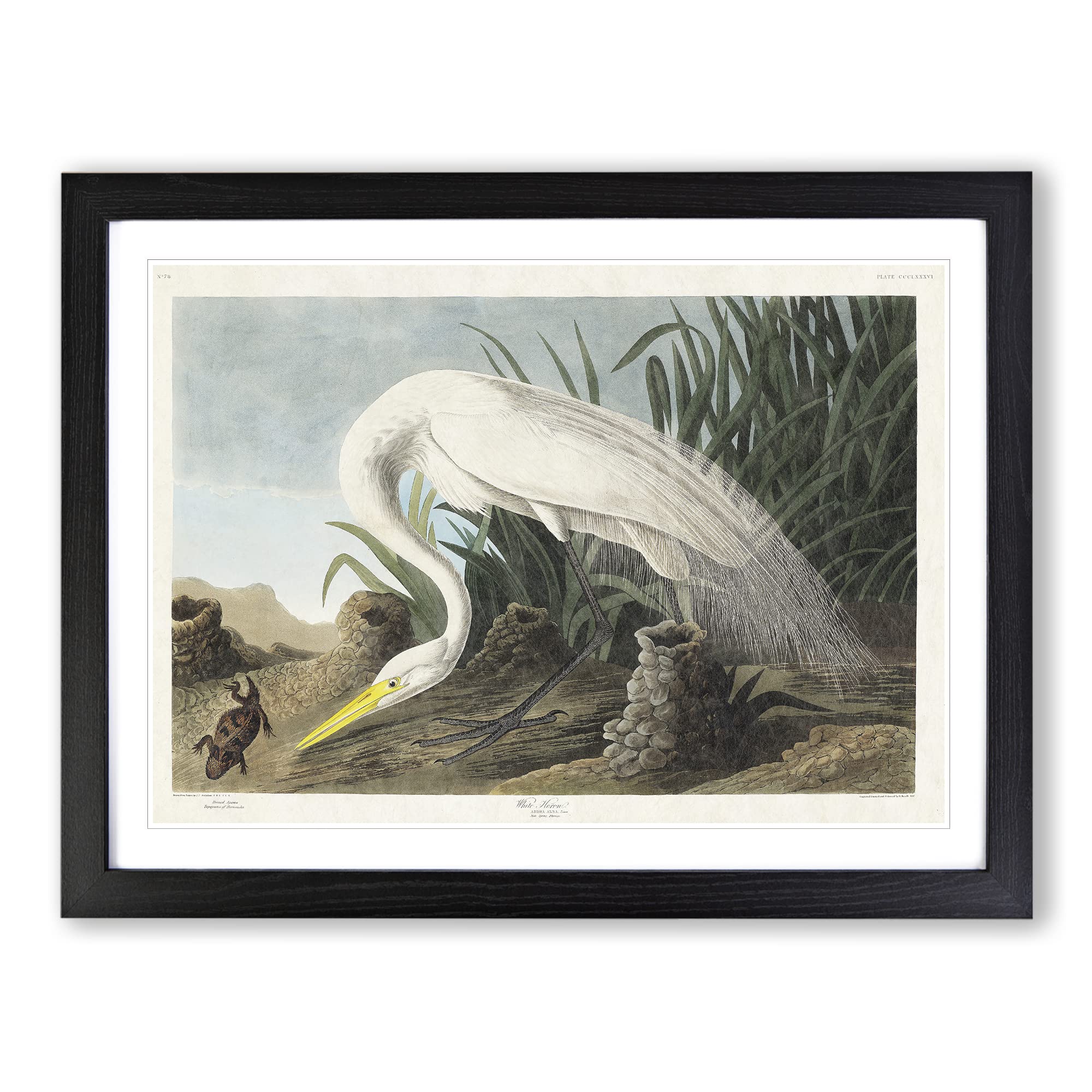 White Heron By John James Audubon Vintage Framed Print | A4 Black Framed Wall Art | Ready to Hang | Classic Animal Picture | Living Room Bedroom Lounge Office
