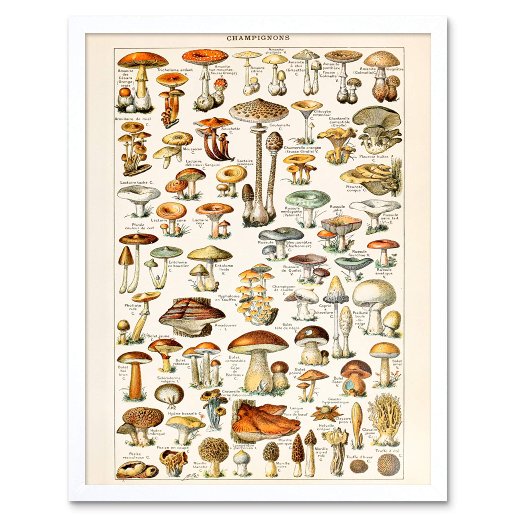 Artery8 Millot Encyclopedia Page Mushrooms Fungus Art Print Framed Poster Wall Decor 12x16 inch — image 1
