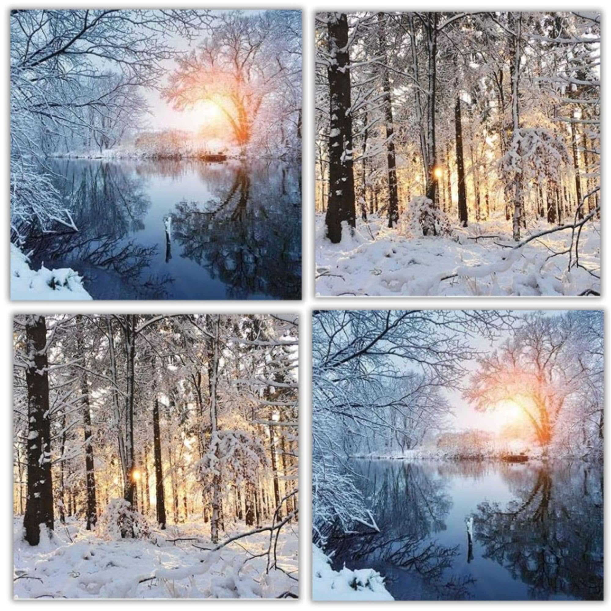 GBCC Christmas Cards - Pack of 16 Assorted Premium Greeting Cards with Envelopes - Festive Trees in the Snow - (8 Each of 2 Designs)