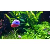 9+ Live Ramshorn Snails Aquarium or Pond, Algae Clean Up! Shipped Daily!