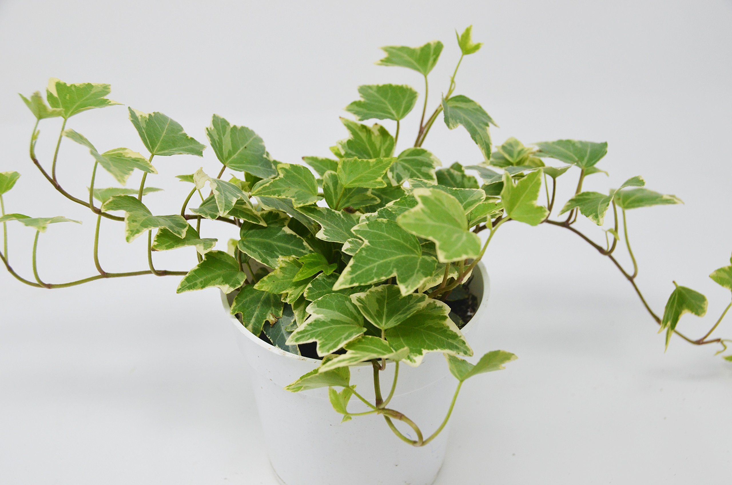 2 Different English Ivy plants Live House Plant FREE Care Guide 4" Pot Ground Cover