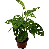 BubbleBlooms Monstera Adansonii Swiss Cheese Plant, Live in a 4 inch Pot by BubbleBlooms