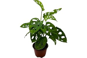 Monstera Adansonii Swiss Cheese Plant, Live in a 4 inch Pot by BubbleBlooms