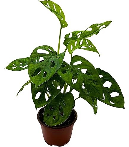 philodendron fire Philodendron 'Ring of Fire' 4"