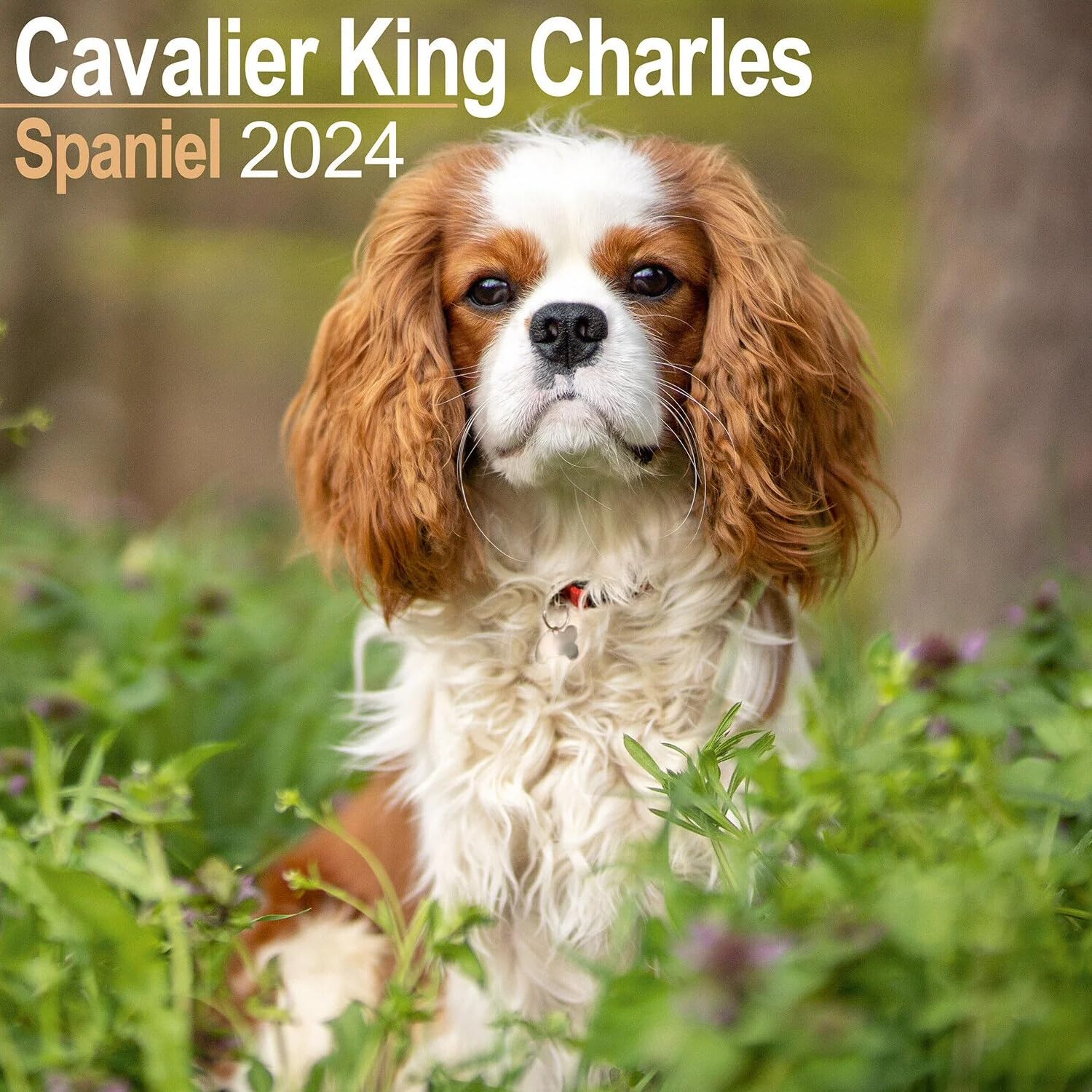 Cavalier King Charles Calendar 2024 | Square Dog Breed Wall Calendar - 16 Month