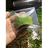 Dwarf Hairgrass Eleocharis Parvula Live Aquarium Plants Carpeting Plant for Aquatic Freshwater Fish Tank Buy 2 GET 1