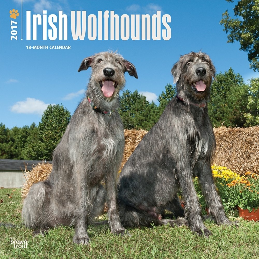 Irish Wolfhounds 2017 Calendar