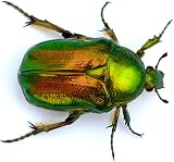 Brainstorm TOYS Outdoor Adventure Bug Viewer 2.3x Magnification Insect Viewer view 7