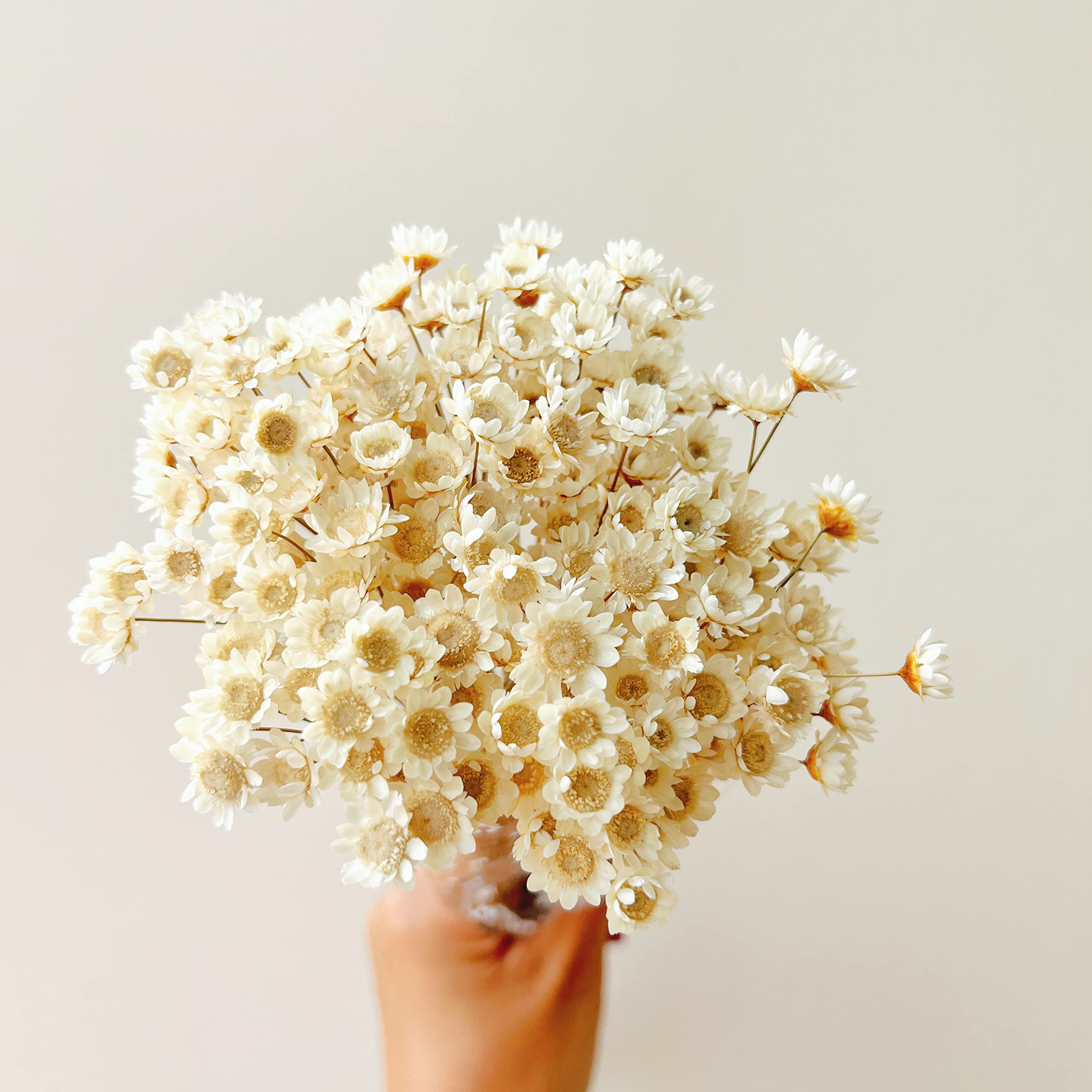 Photo 1 of Natural - Dried - Flowers Brazilian Small Star Daisy Dried Decorative Mini Chamomile Bouquet for Wedding Floral Arrangements Home Decorations Valentine's Day Gifts (200 Stems) (White)
