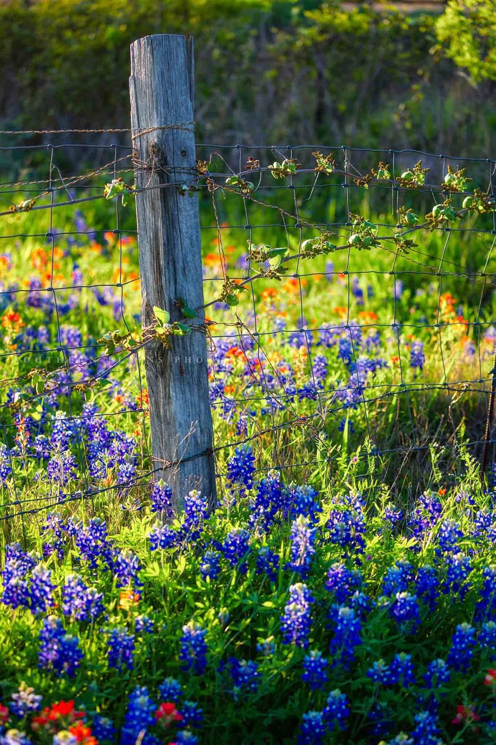 Photographs - Country Photography Print (Not Framed) Vertical Picture of Fence Post Surrounded by Bluebonnets on Spring Day in Texas Wildflower Wall Art Farmhouse Decor (12