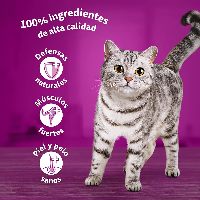 Nassfutter für ausgewachsene Katzen, Fischauswahl in Gelee (Multipack, 4 x 12 x 85 g)