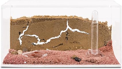 Sand Anthill Ant Farm Formicarium Educational Ants Amazon Ca Pet Supplies