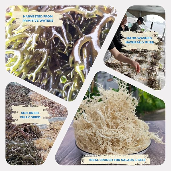 LAM HONG SEA MOSS DRIED 4OZ – MAKE OWN SEA MOSS GEL ORGANIC RAW, ADD TO SALAD, SUN-DRIED, WILD HARVESTED FOR HIGH EXPANSION & NATURAL FLAVOR, IODINE & MINERALS, SUPPORTS WELLNESS, VIETNAMESE SEA MOSS.
