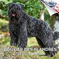 Bouvier Des Flandres Züchter Und Welpen In Berlin