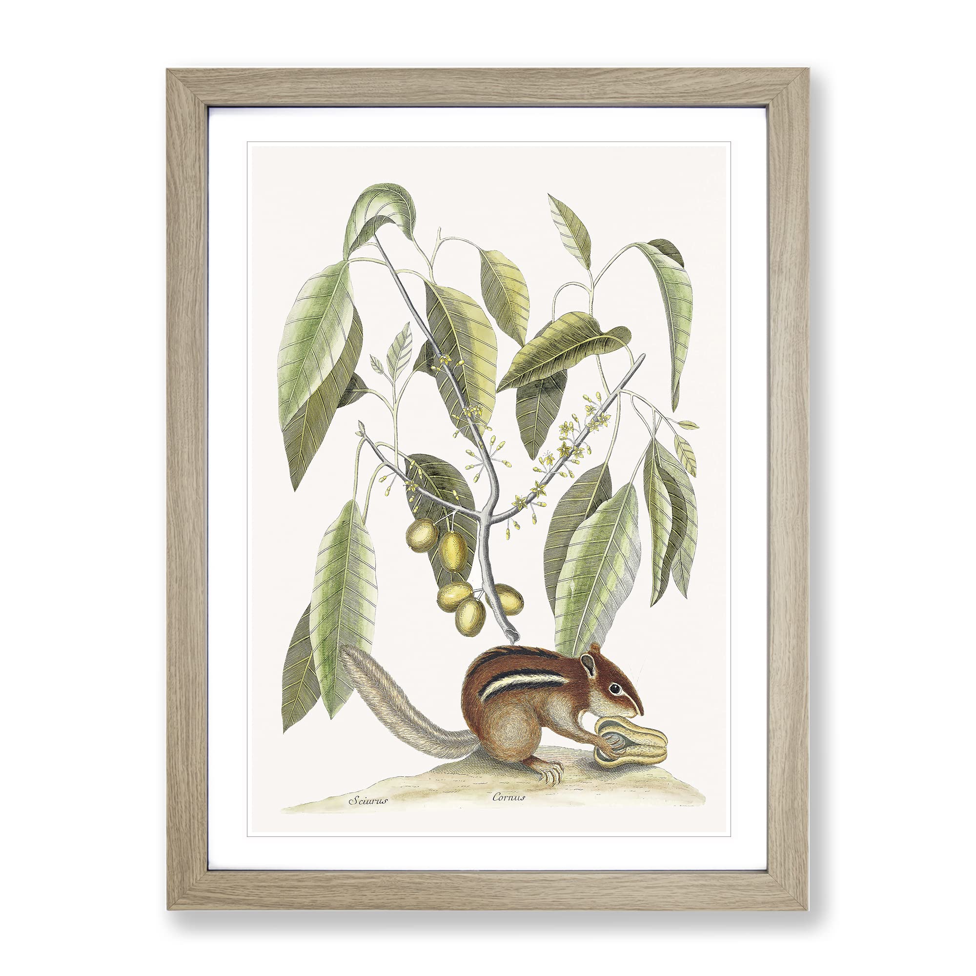 Ground Squirrel By Mark Catesby Vintage Framed Wall Art Print, Ready to Hang Picture for Living Room Bedroom Home Office Décor, Oak A4 (34 x 25 cm)